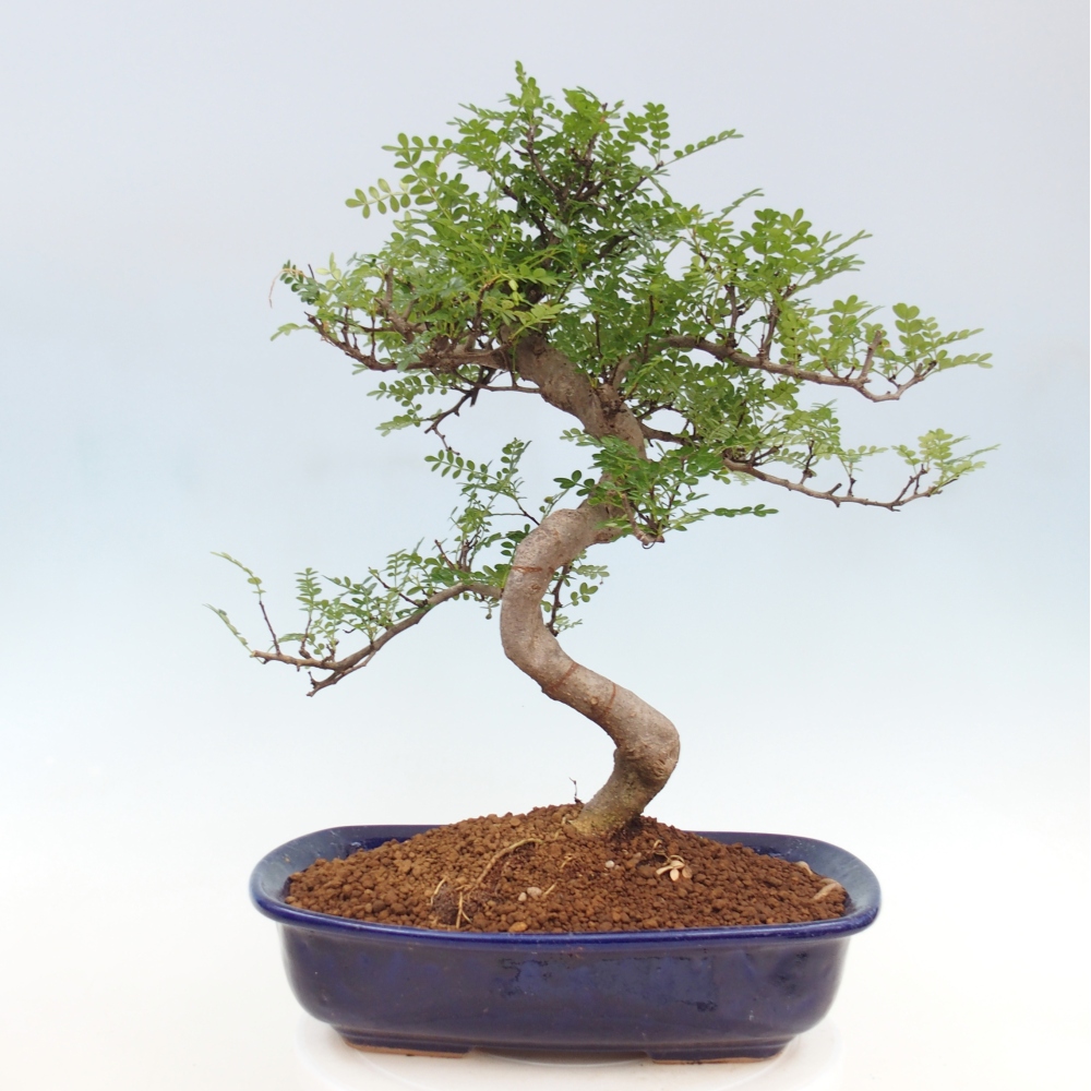 Zimmerbonsai - Zantoxylum piperitum - Pfefferminze