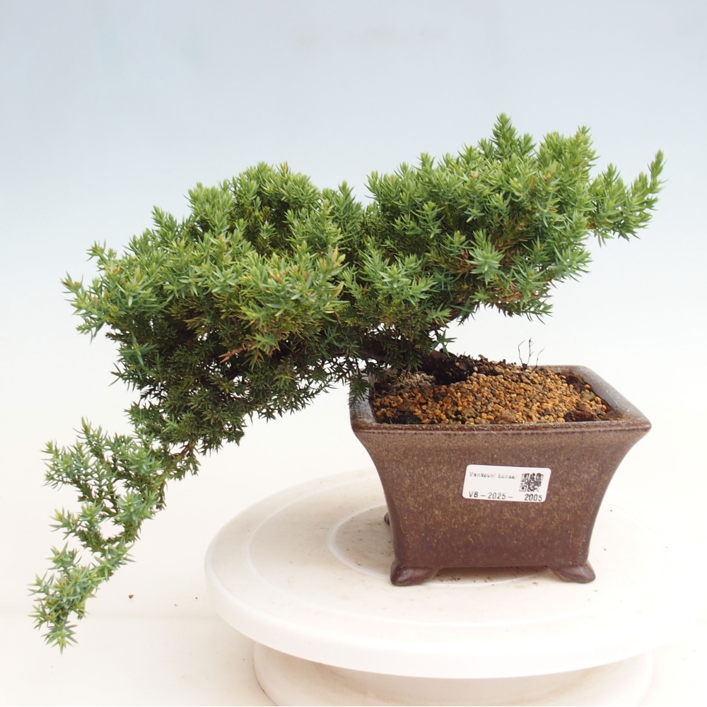 Bonsai im Freien - Juniperus procumbens - Niedergeworfener Wacholder