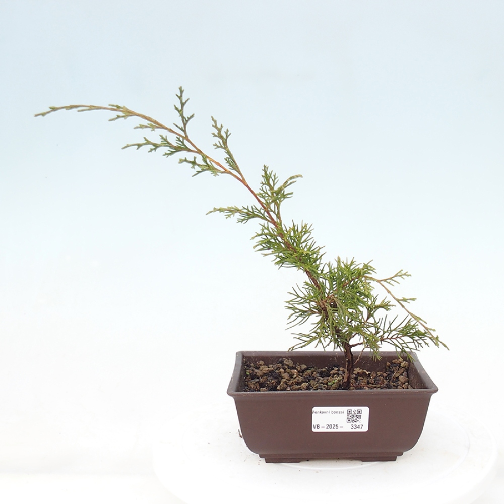 Outdoor bonsai - Juniperus chinensis Itoigawa - Chinese juniper