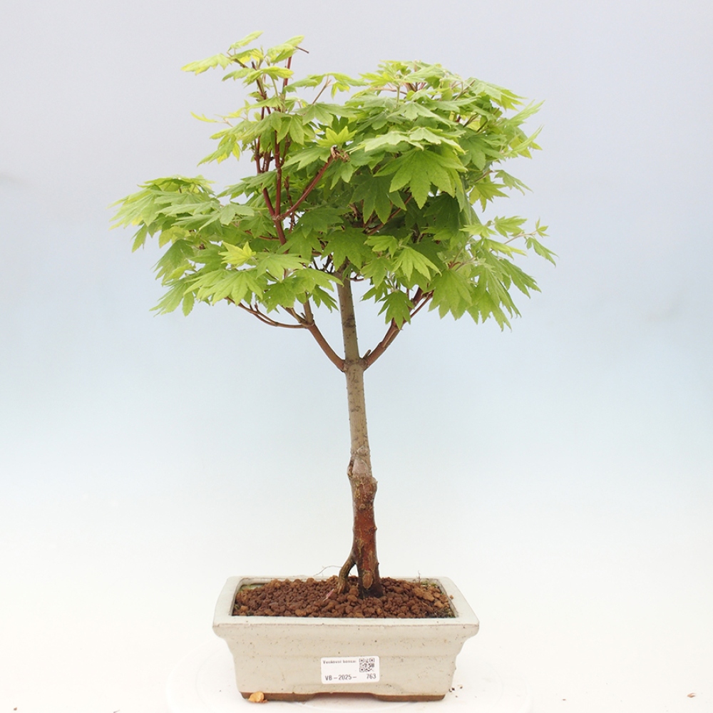 Bonsai im Freien - Ahorn palmatum katsura GISAN - Ahorn palmat