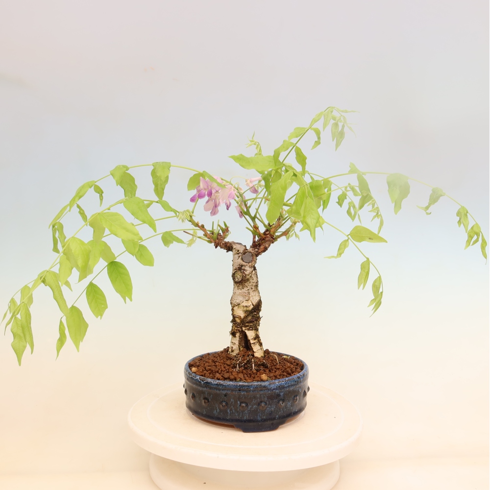Bonsai für draußen - Wisteria floribunda