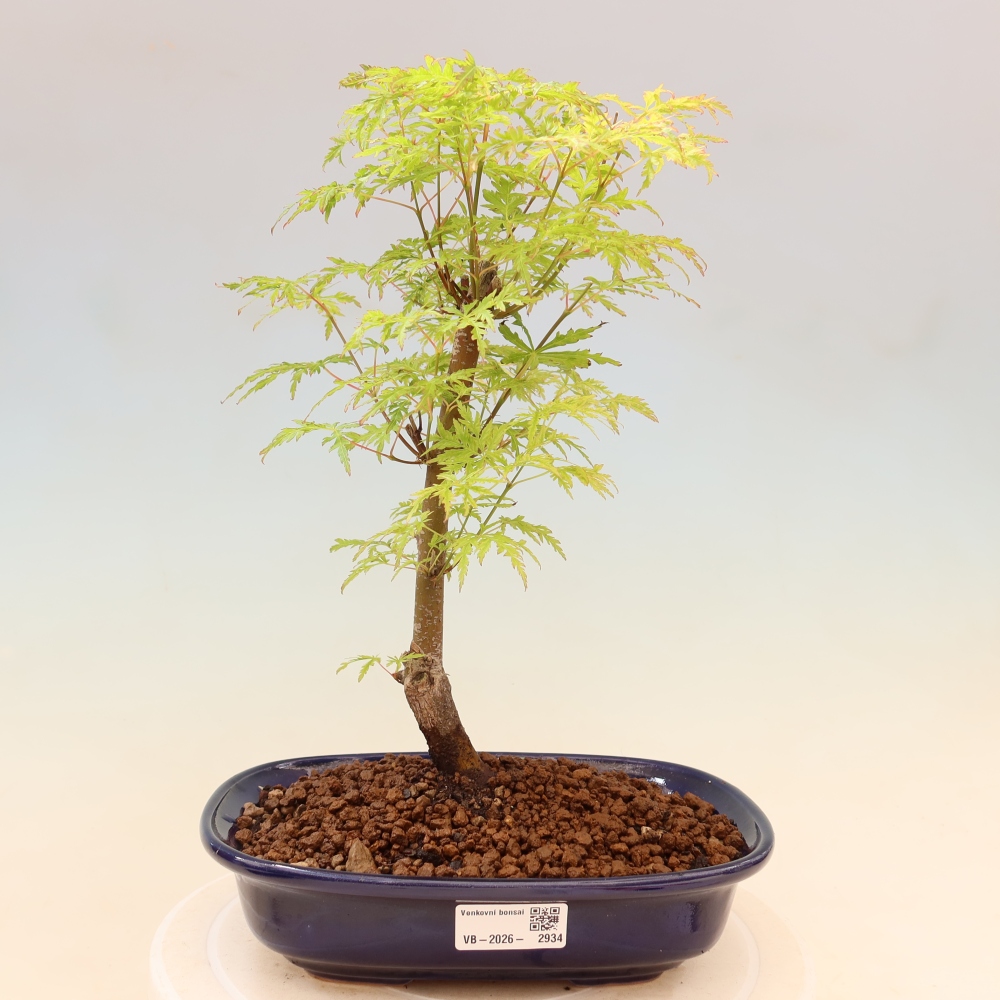 Bonsai für draußen - Acer palmatum Dissectum