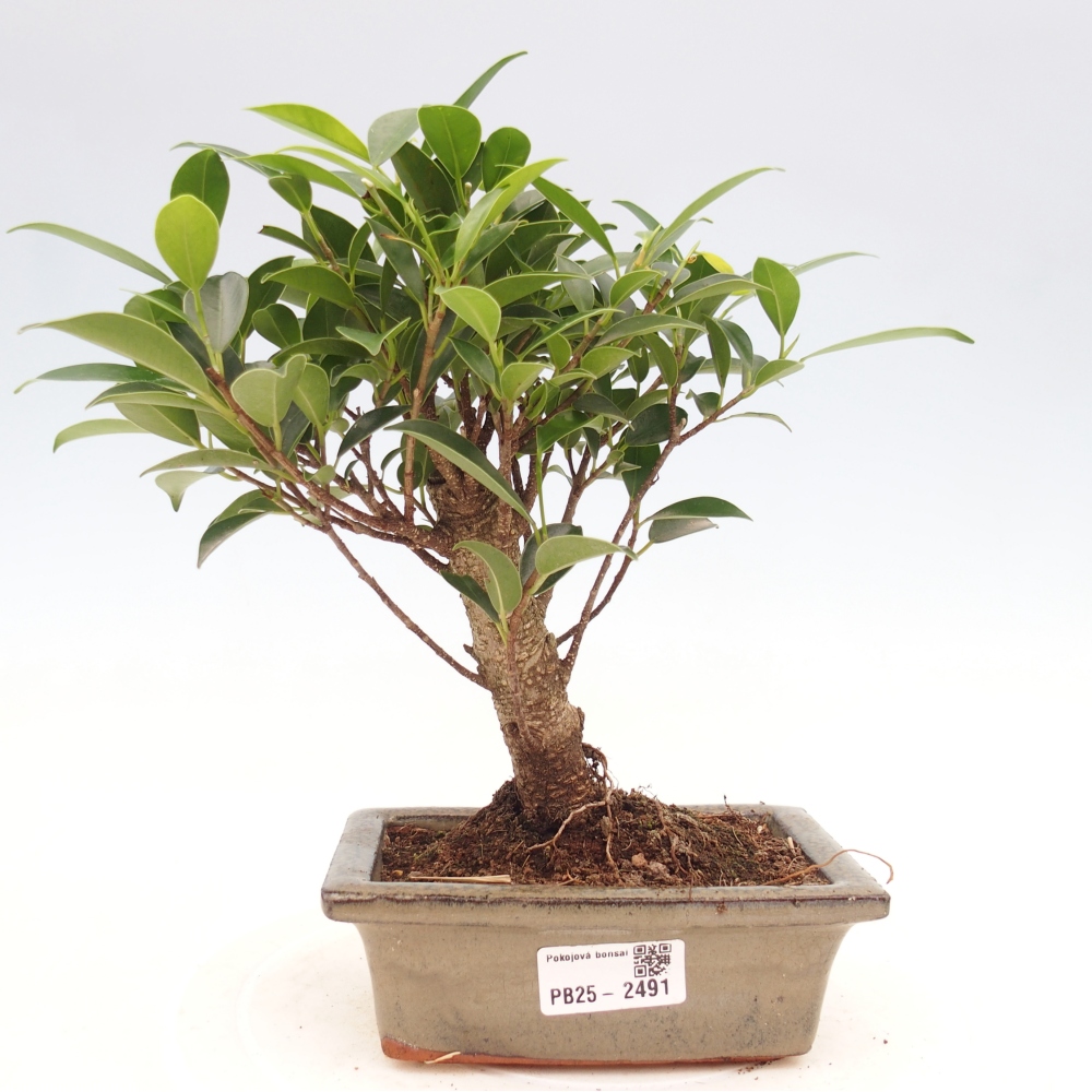Zimmerbonsai - Ficus retusa - kleinblättriger Ficus