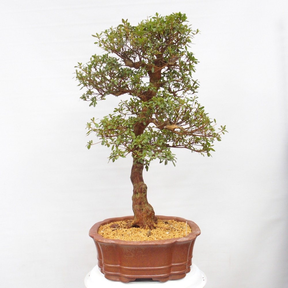 Bonsai für draußen - Japanische Azalee - Azalee Sayaka