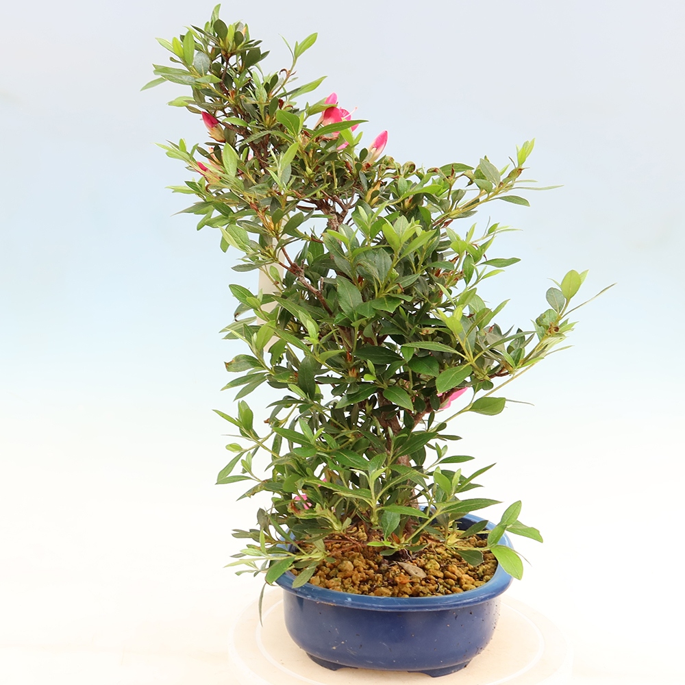 Bonsai für draußen - Japanische Azalee - Azalee Yoko
