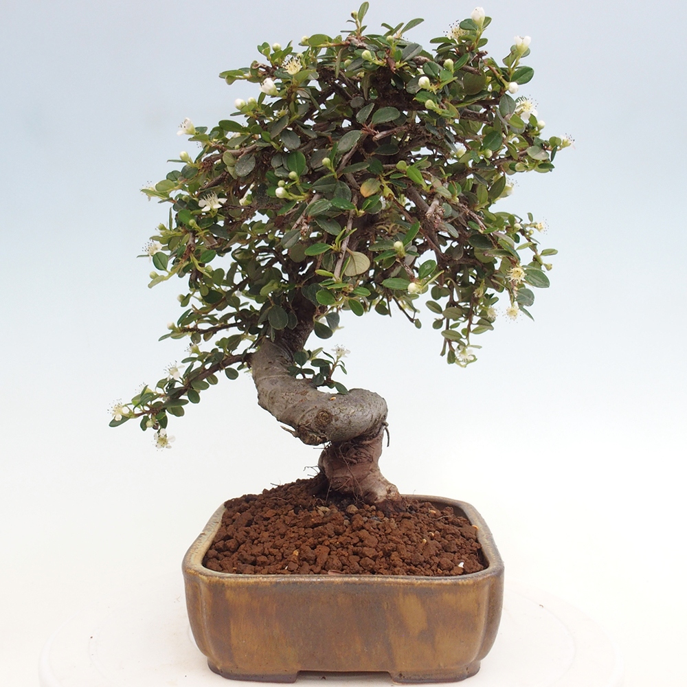 Outdoor-Bonsai-Cotoneaster dammeri - Rock Damer