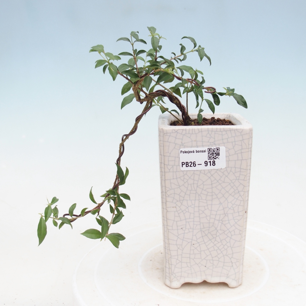 Zimmer Bonsai - Malpighia coccigera- Barbdor Kirsche