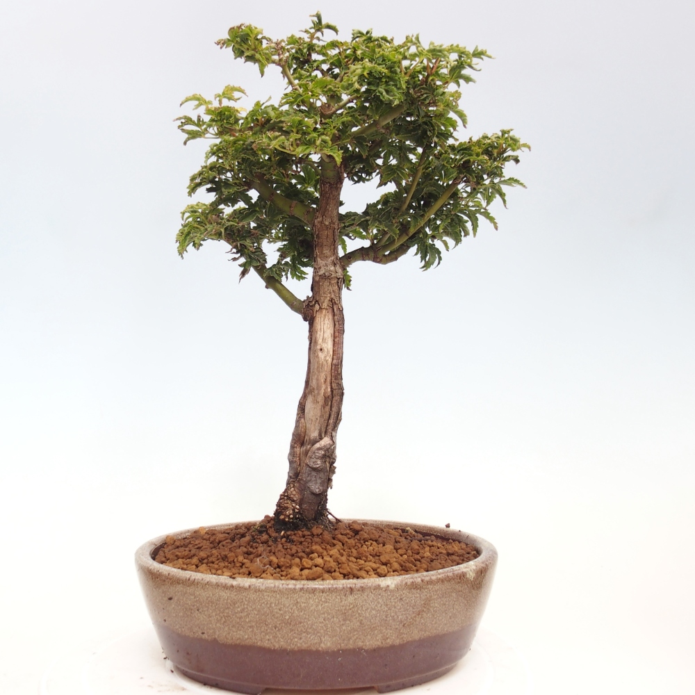 Bonsai im Freien - Acer palmatum Shishigashira-Ahorn