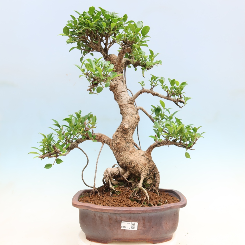 Zimmerbonsai - Ficus kimmen - Kleinblättriger Ficus