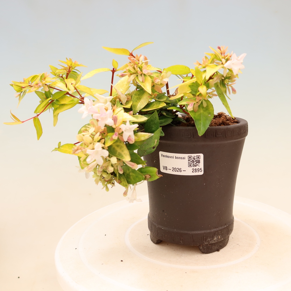 Bonsai für den Außenbereich – Abelia gr. Kleidoscope – Großblumige Abelie