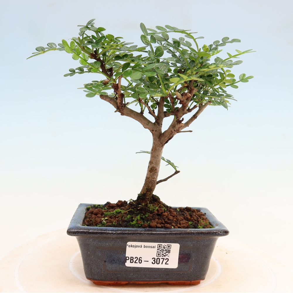Zimmer Bonsai - Zantoxylum piperitum - Pfefferbaum