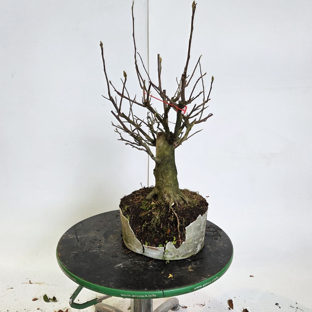 Bonsai für draußen - Magnolie - Šácholan