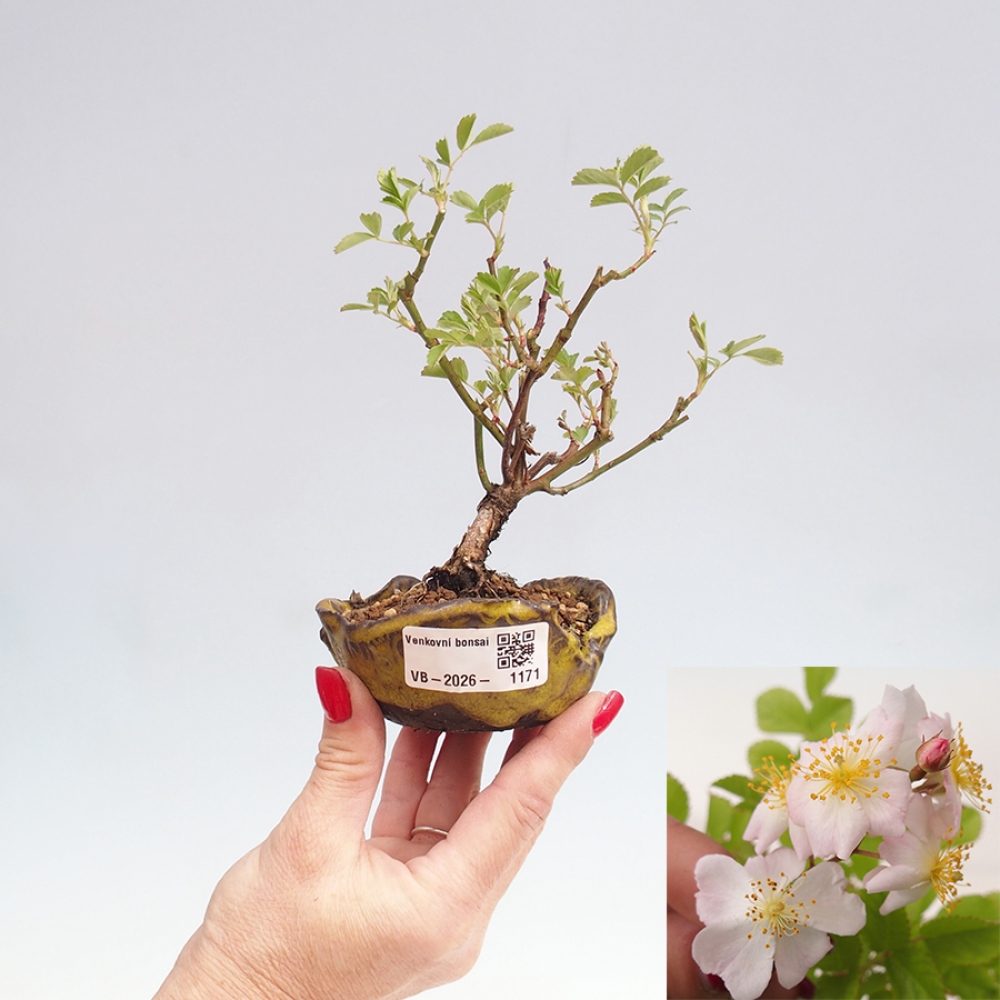 Bonsai für draußen - Rosa sp. - kleinblütige Rose