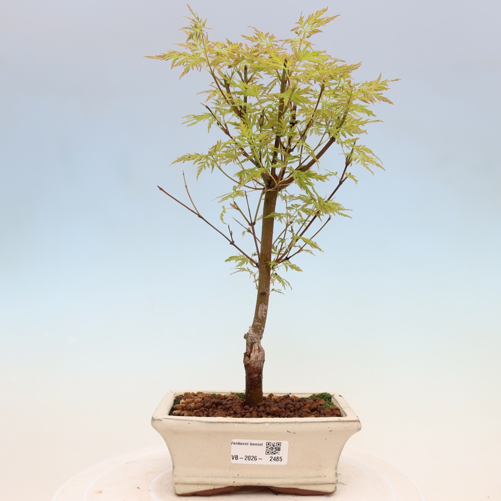 Bonsai im Freien - Acer palmatum Dissectum - japanischer Ahorn 