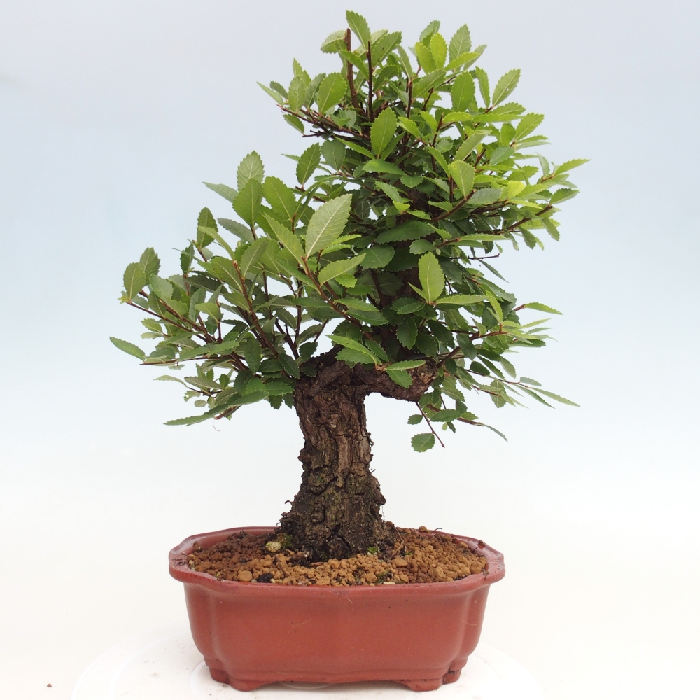 Bonsai im Freien - Zelkova - Zelkova NIRE