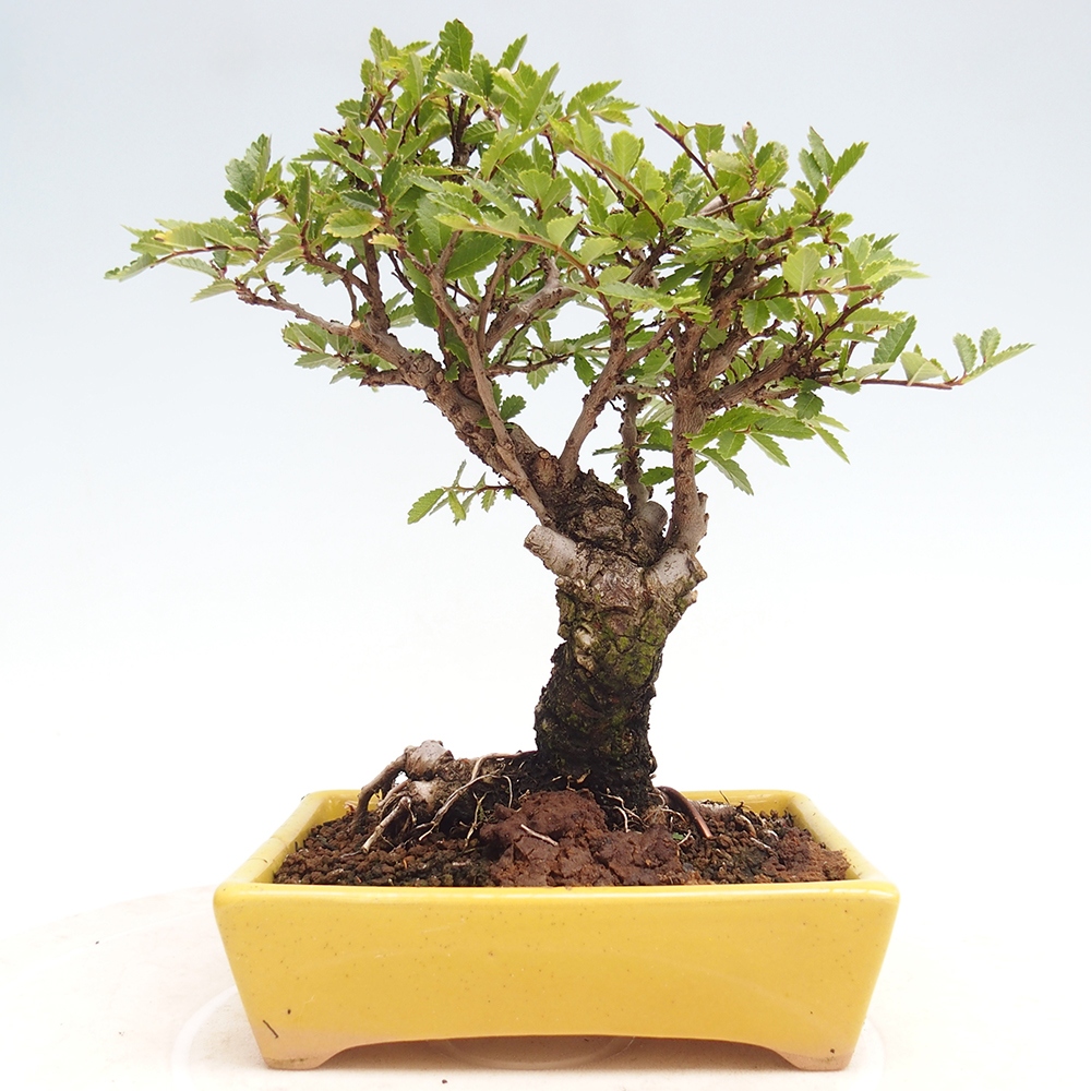 Bonsai im Freien - Zelkova - Zelkova NIRE