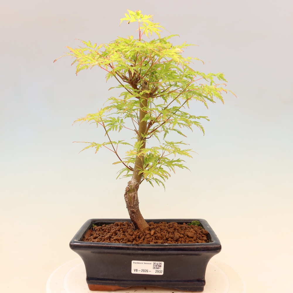 Bonsai für draußen - Acer palmatum Dissectum