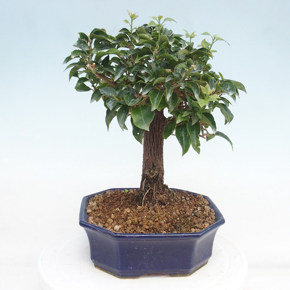 Zimmer Bonsai - Bouganwilea