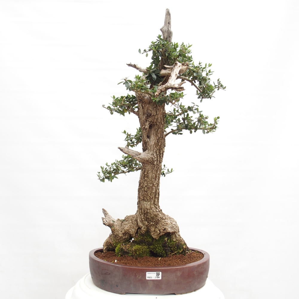 Indoor-Bonsai - Olea europaea sylvestris - Europäisches kleinblättriges Olivenöl