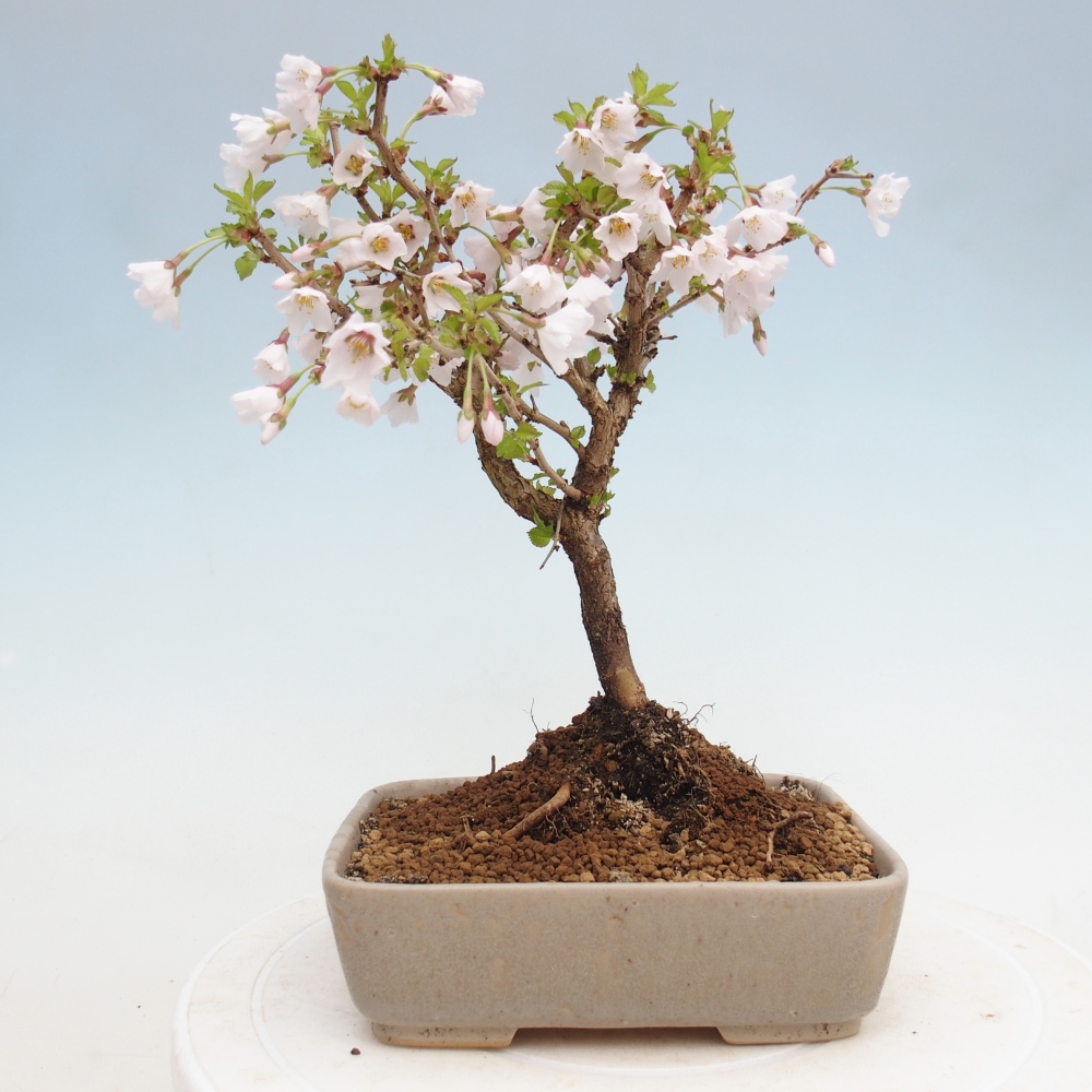 Bonsai für draußen - Prunus incisa Kojou-no mai-Plivon ausgeschnitten