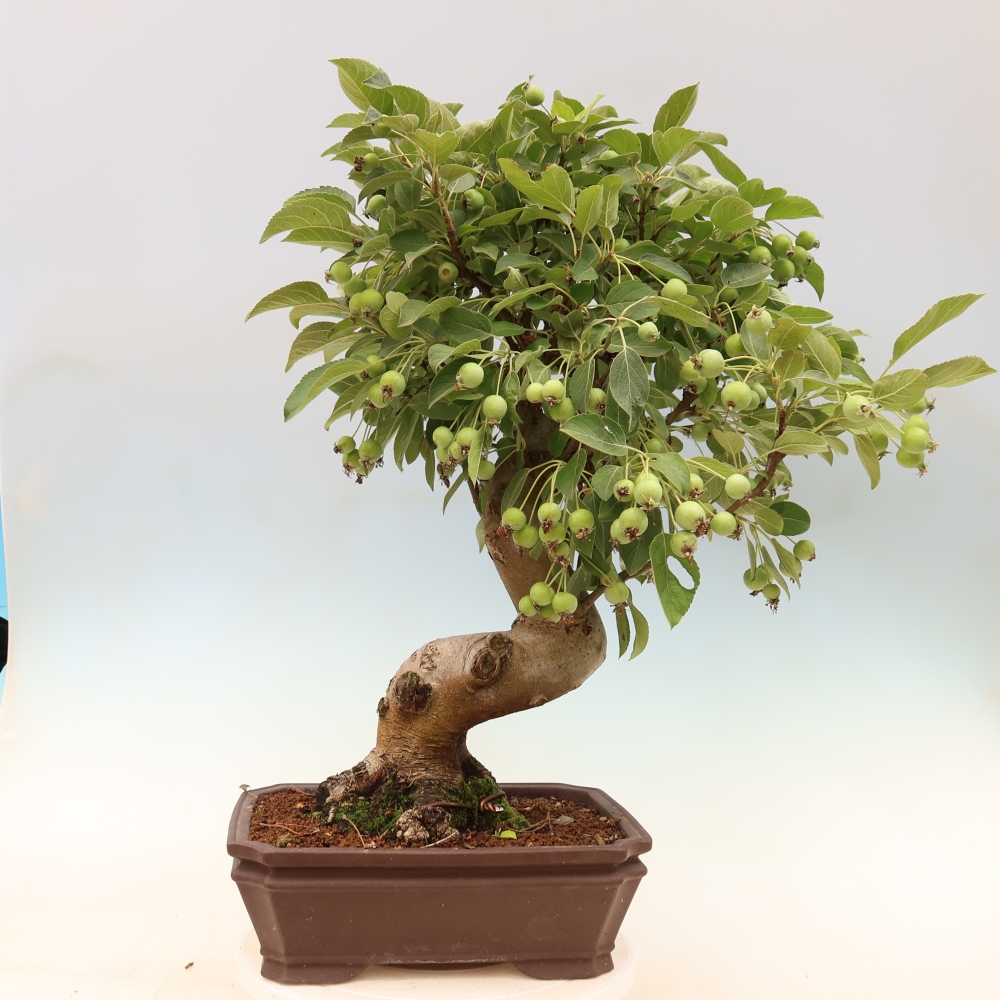 Outdoor-Bonsai -Malus halliana - Kleinfrüchtiger Apfelbaum