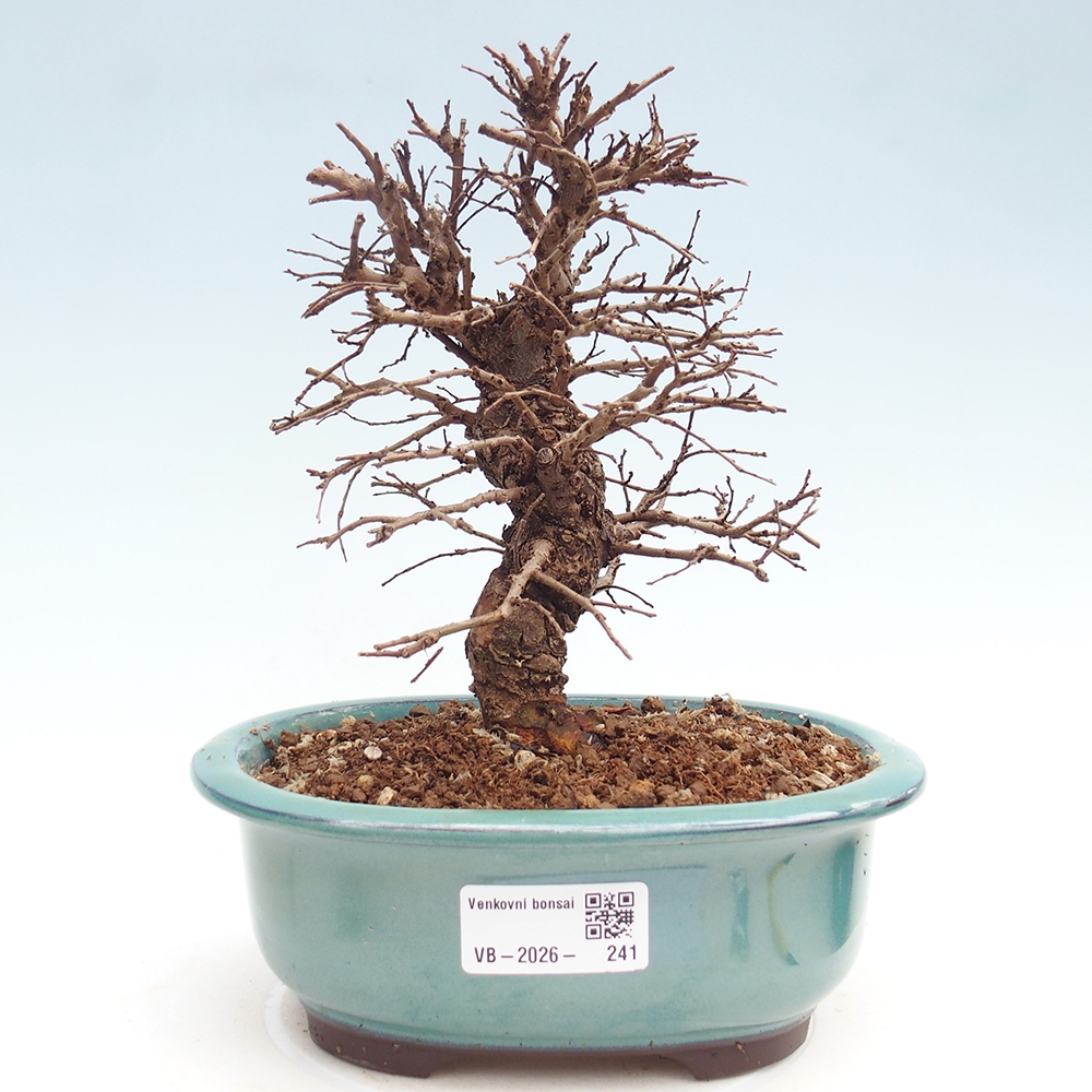 Bonsai für draußen - Zelkova - Zelkova NIRE