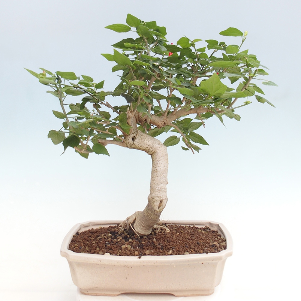 Zimmerbonsai - Malvaviscus arboreus - holziger Hibiskus