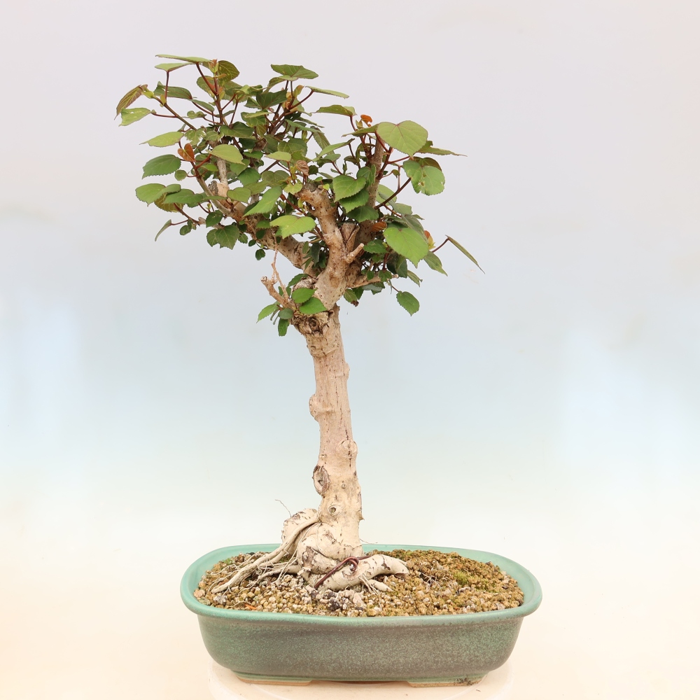 Zimmerbonsai - Hibiscus tiliaceus - Meeres-Hibiskus