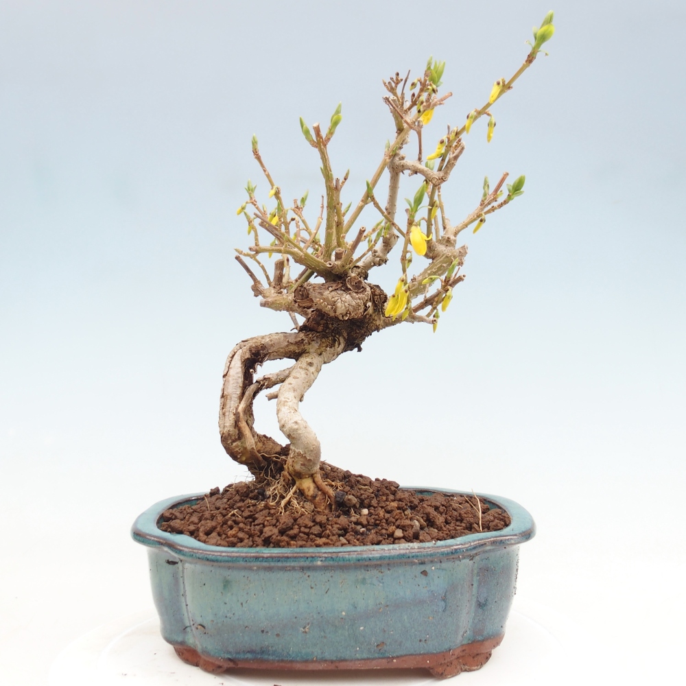 Bonsai für draußen - Zlatice - Forsythia koreana