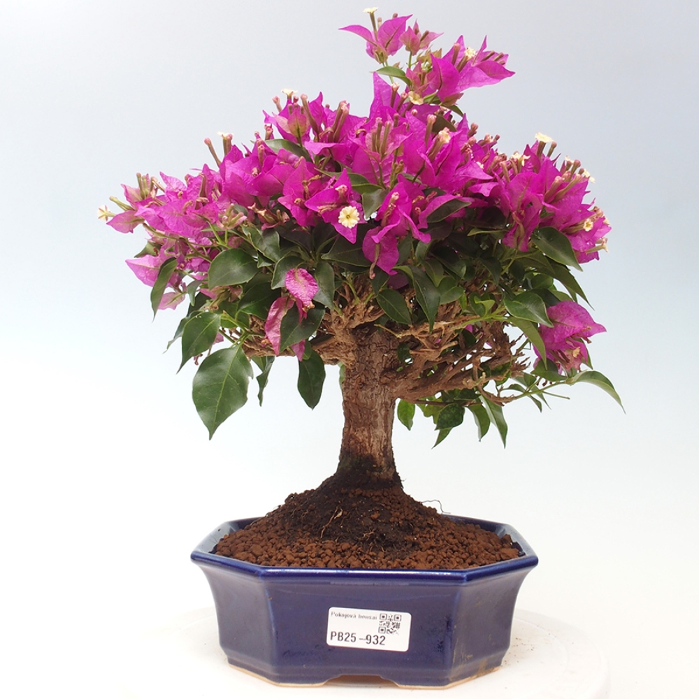 Indoor Bonsai - Bouganwilea