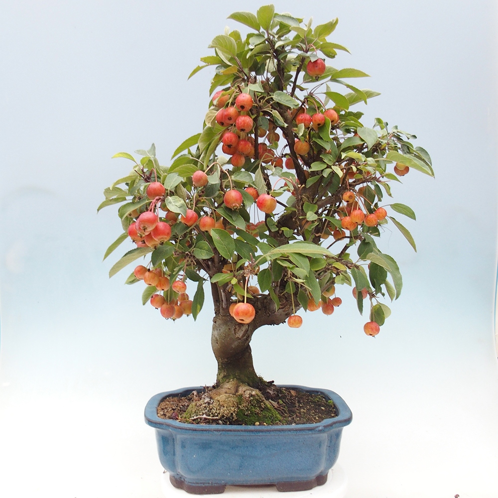 Bonsai im Freien - Malus halliana - Kleinfruchtiger Apfelbaum