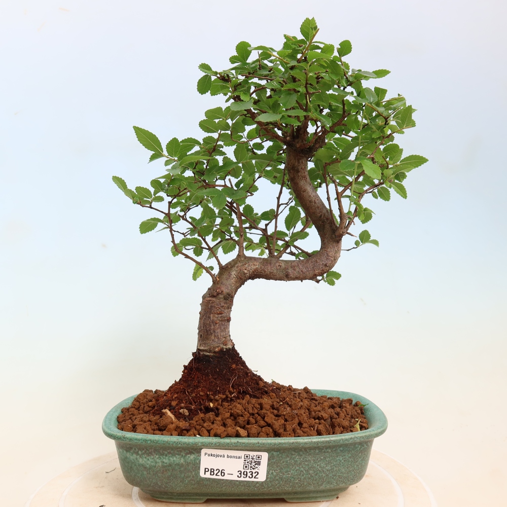 Zimmerbonsai - Ulmus parvifolia - Kleinblättrige Ulme