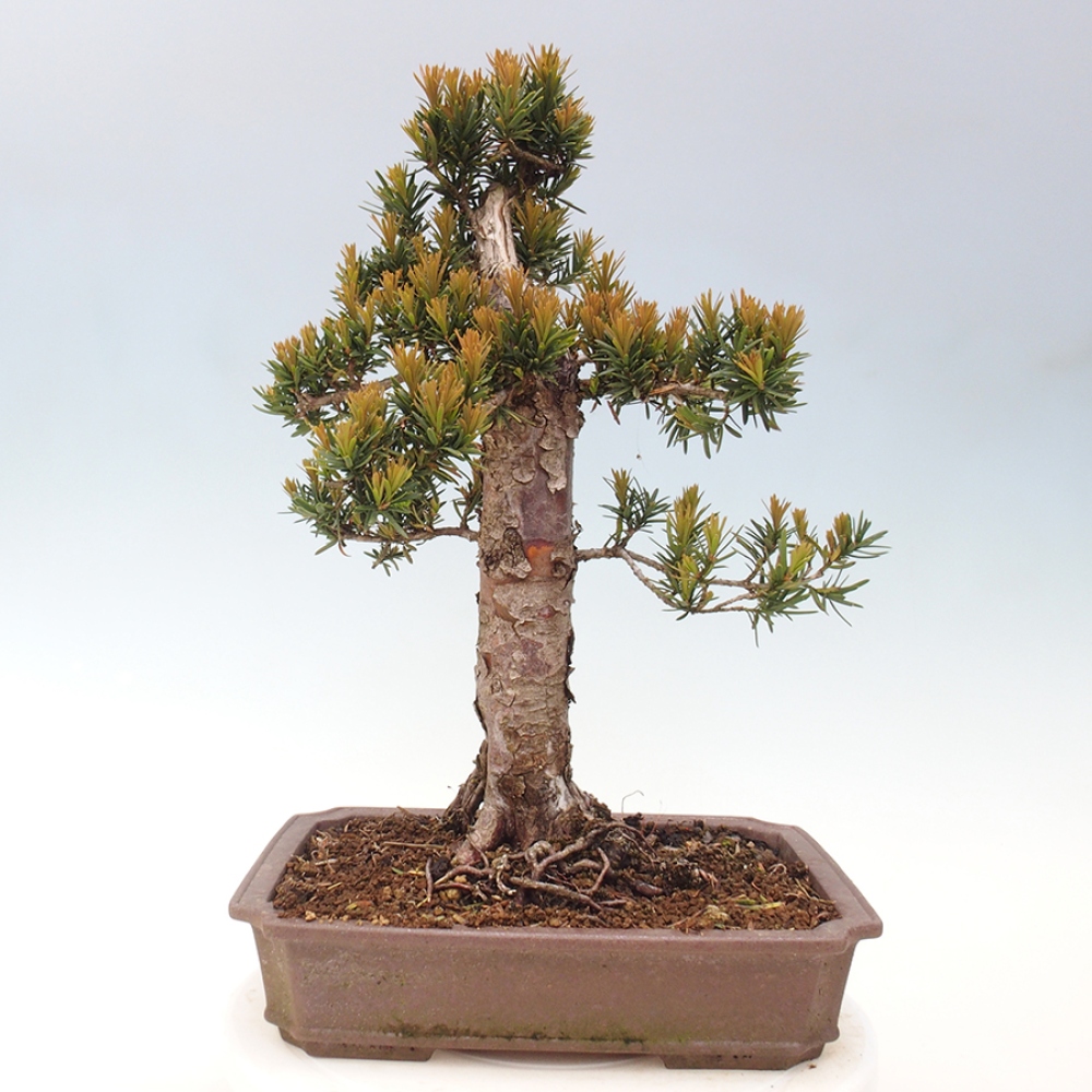 Bonsai im Freien - Taxus cuspidata - Japanische Eibe