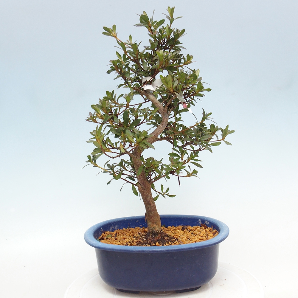 Bonsai für draußen - Japanische Azalee - Azalee Beniko