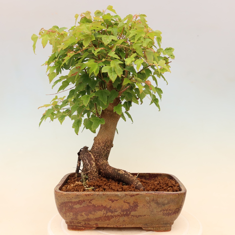 Bonsai für draußen - Ahorn Burger - Acer Burgerianum