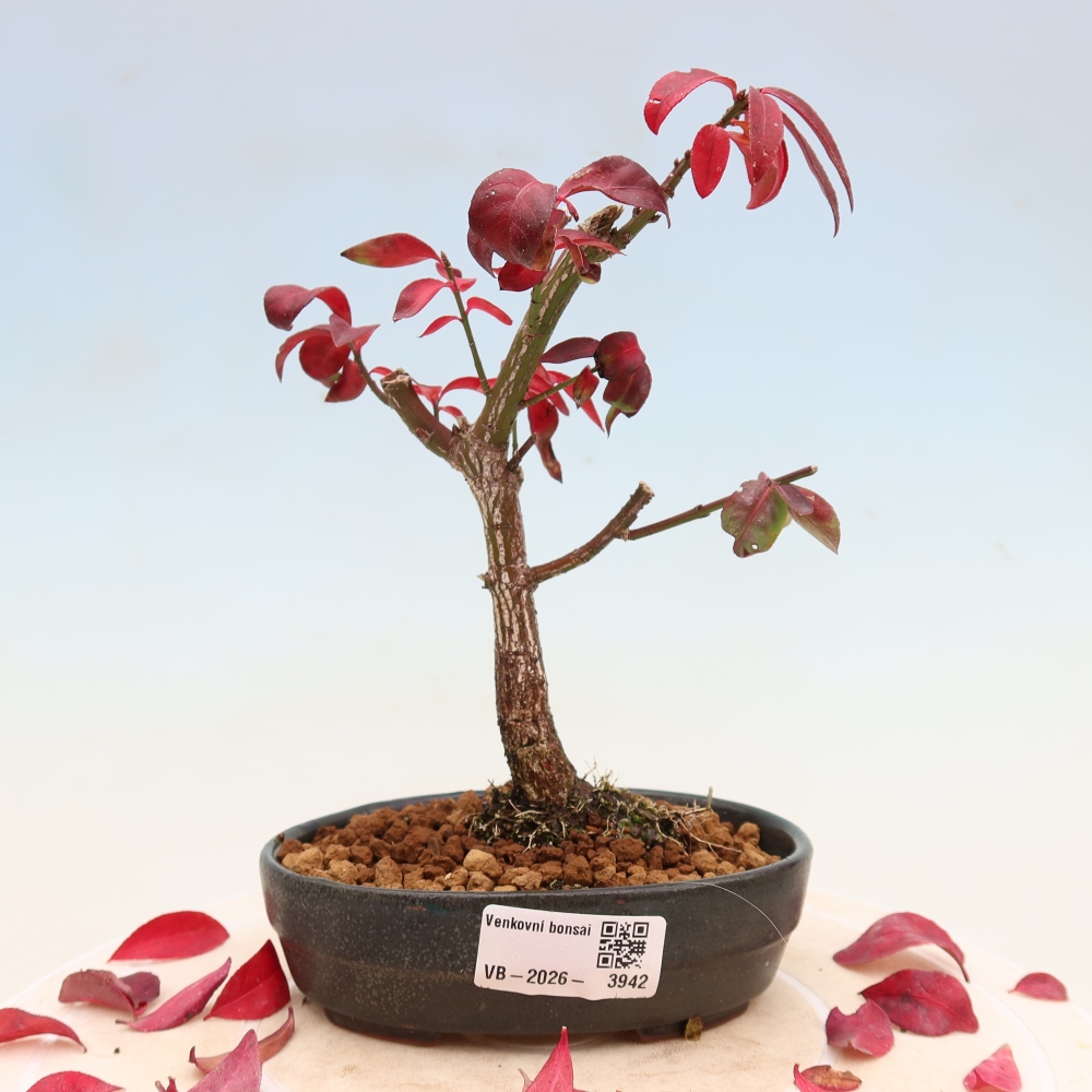 Bonsai für den Außenbereich – Euonymus alatus comactus – Flügel-Spindelstrauch