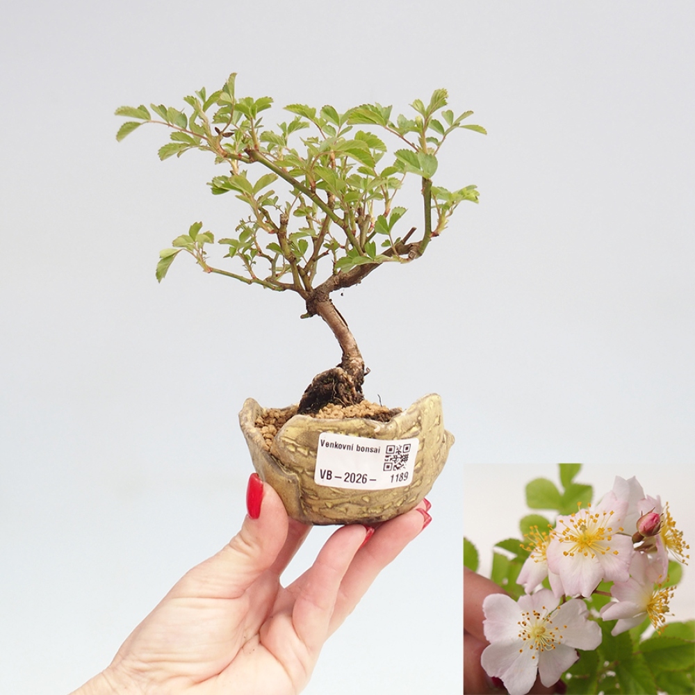 Bonsai für draußen - Rosa sp. - kleinblütige Rose