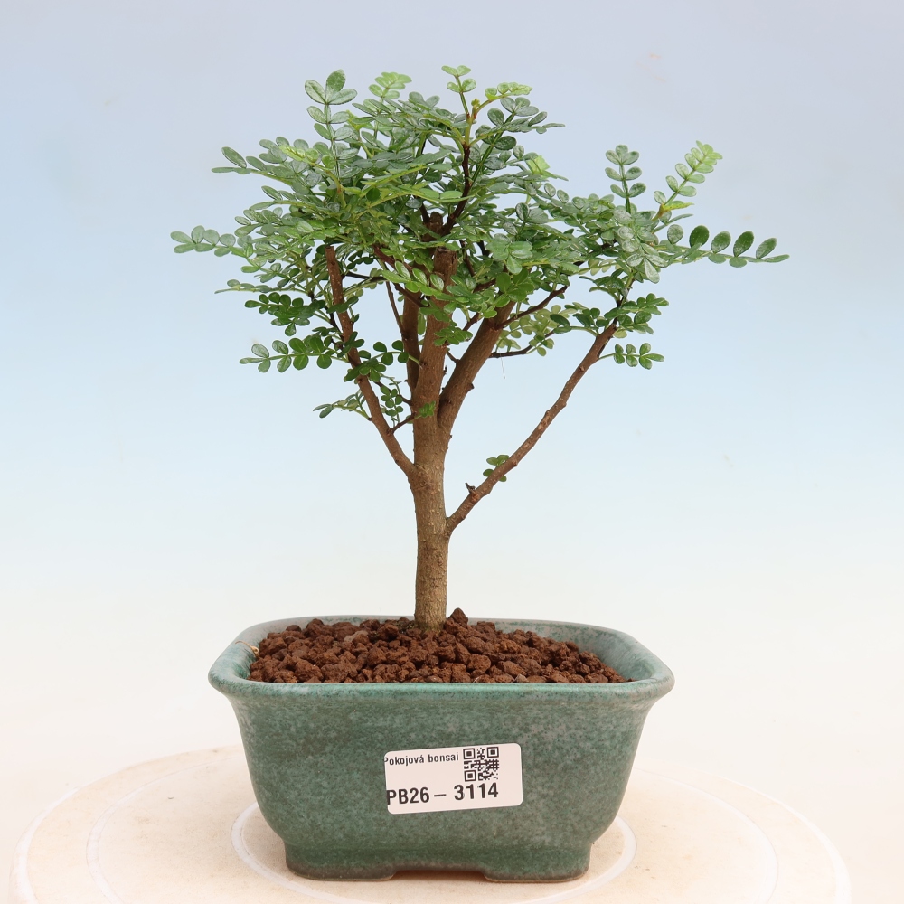 Zimmer Bonsai - Zantoxylum piperitum - Pfefferbaum