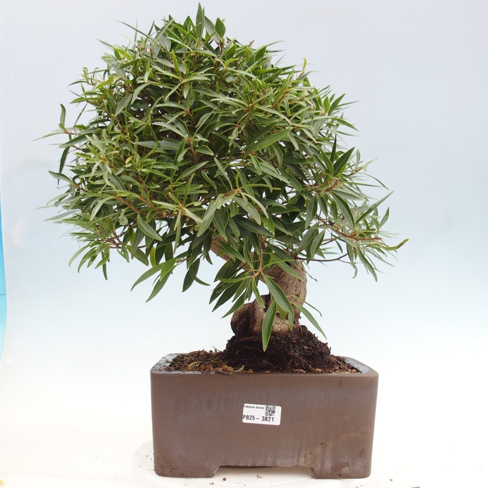 Zimmerbonsai - Ficus nerifolia - Kleinblättriger Ficus