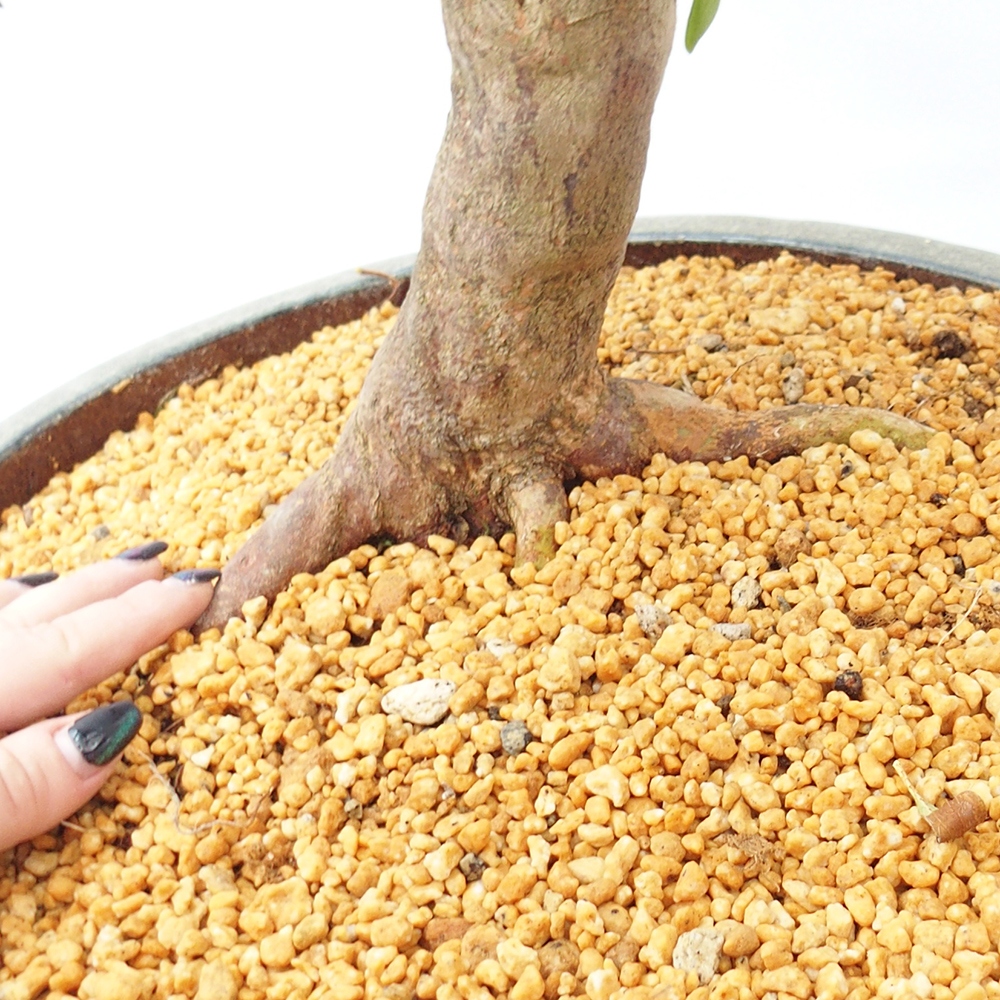 Bonsai für draußen - Japanische Azalee - Azalee Hand