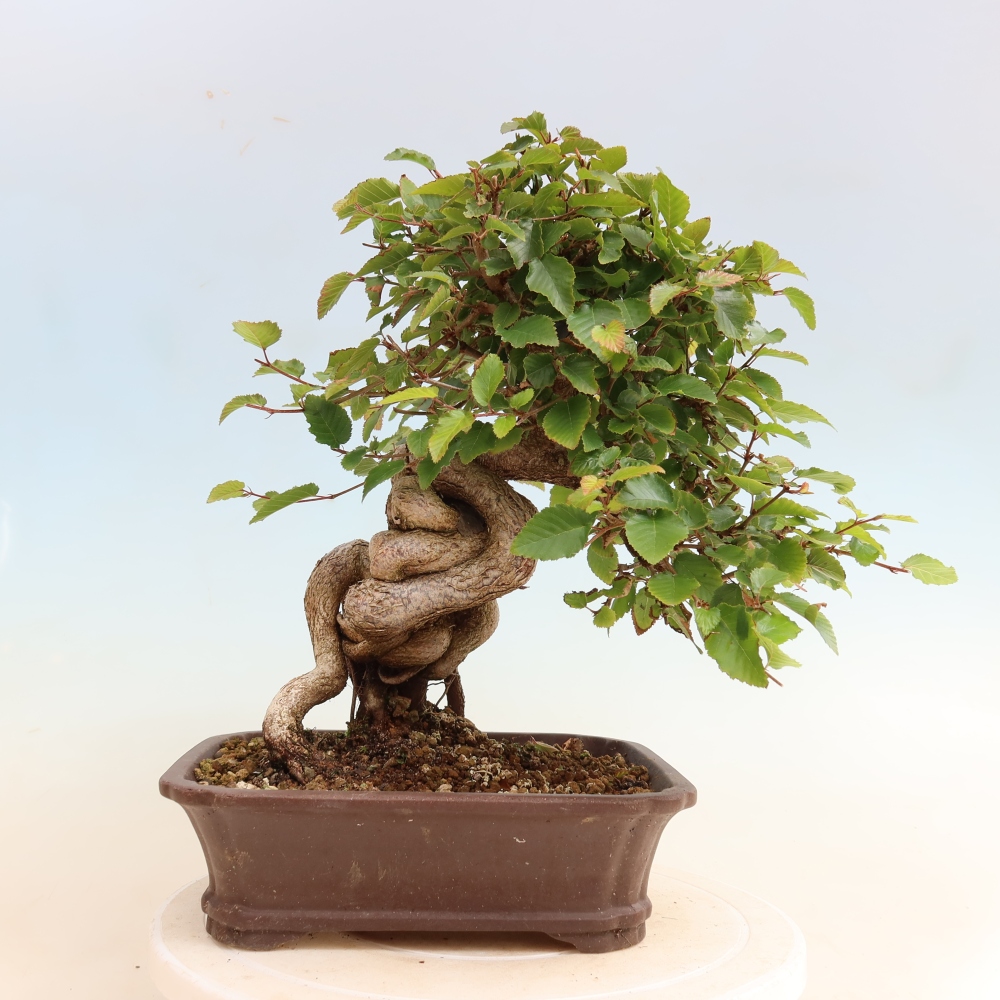 Bonsai für draußen -Carpinus CARPINOIDES - Koreanische Hainbuche