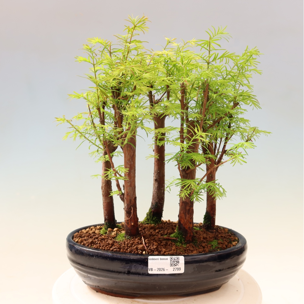 Bonsai für den Außenbereich – Metasequoia glyptostroboides – Chinesische Metasequoia – Wäldchen