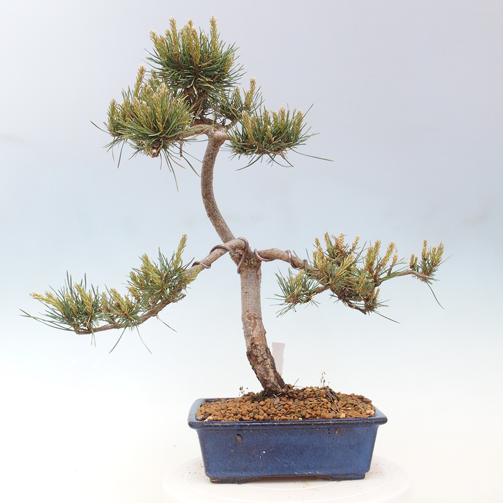 Bonsai im Freien - Pinus Sylvestris - Waldkiefer