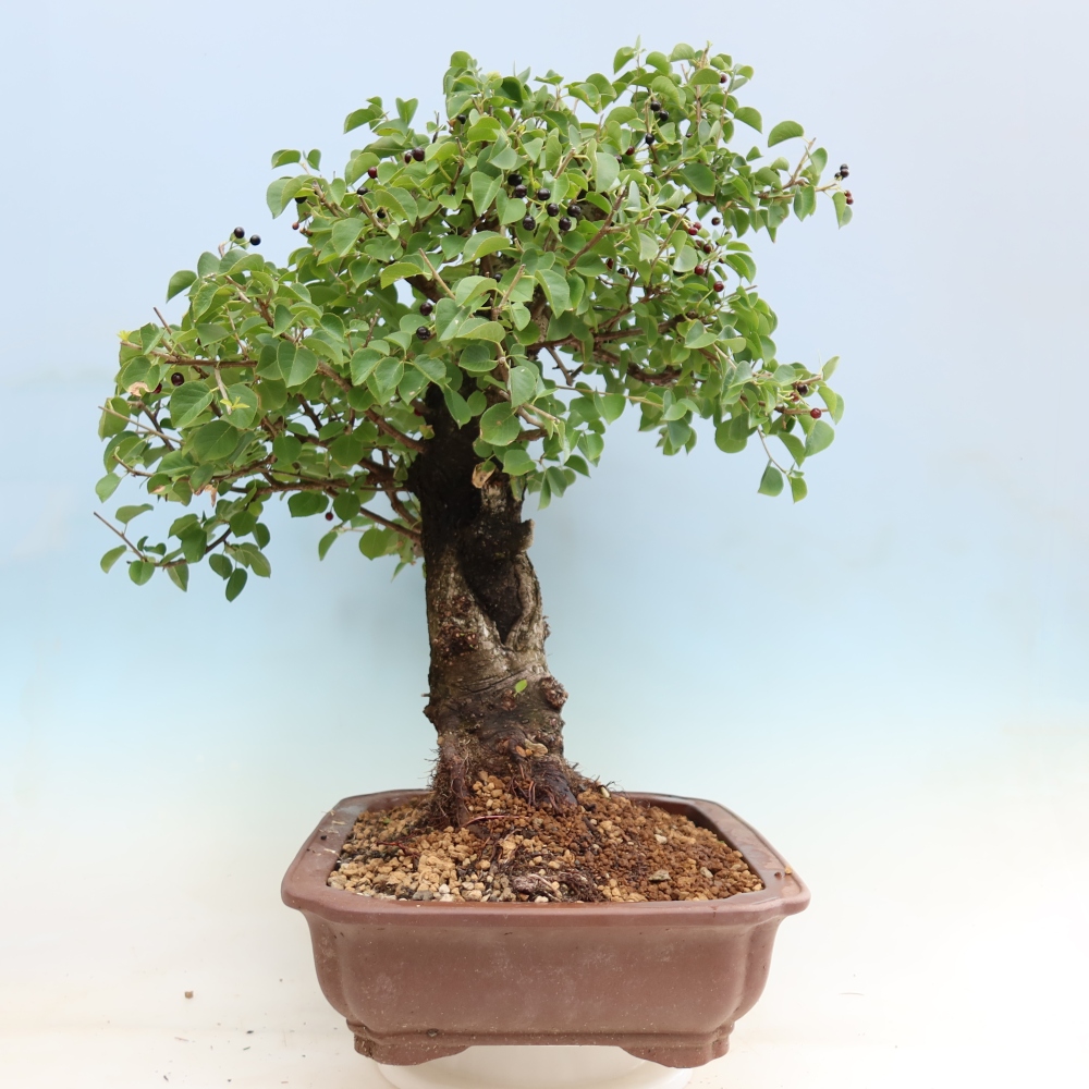 Bonsai für draußen - Mahalebka - Prunus mahaleb