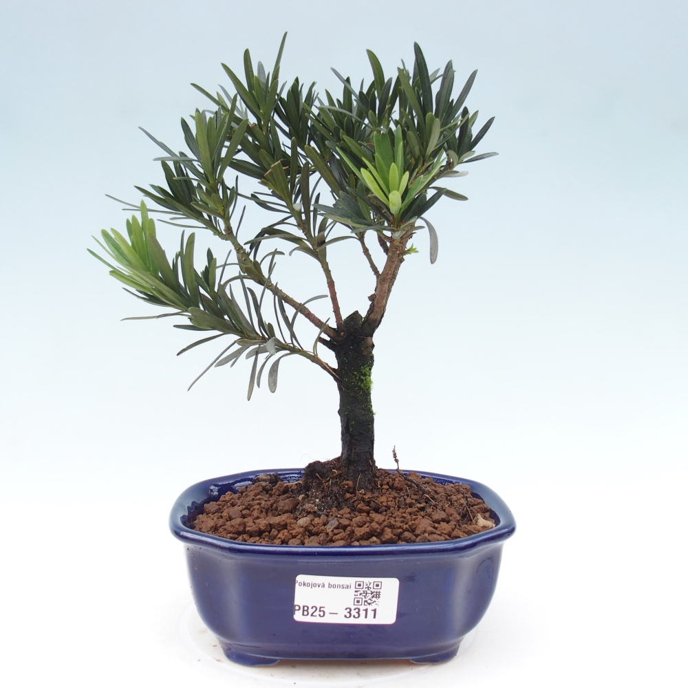 Zimmerbonsai - Podocarpus - Stein-Eibe