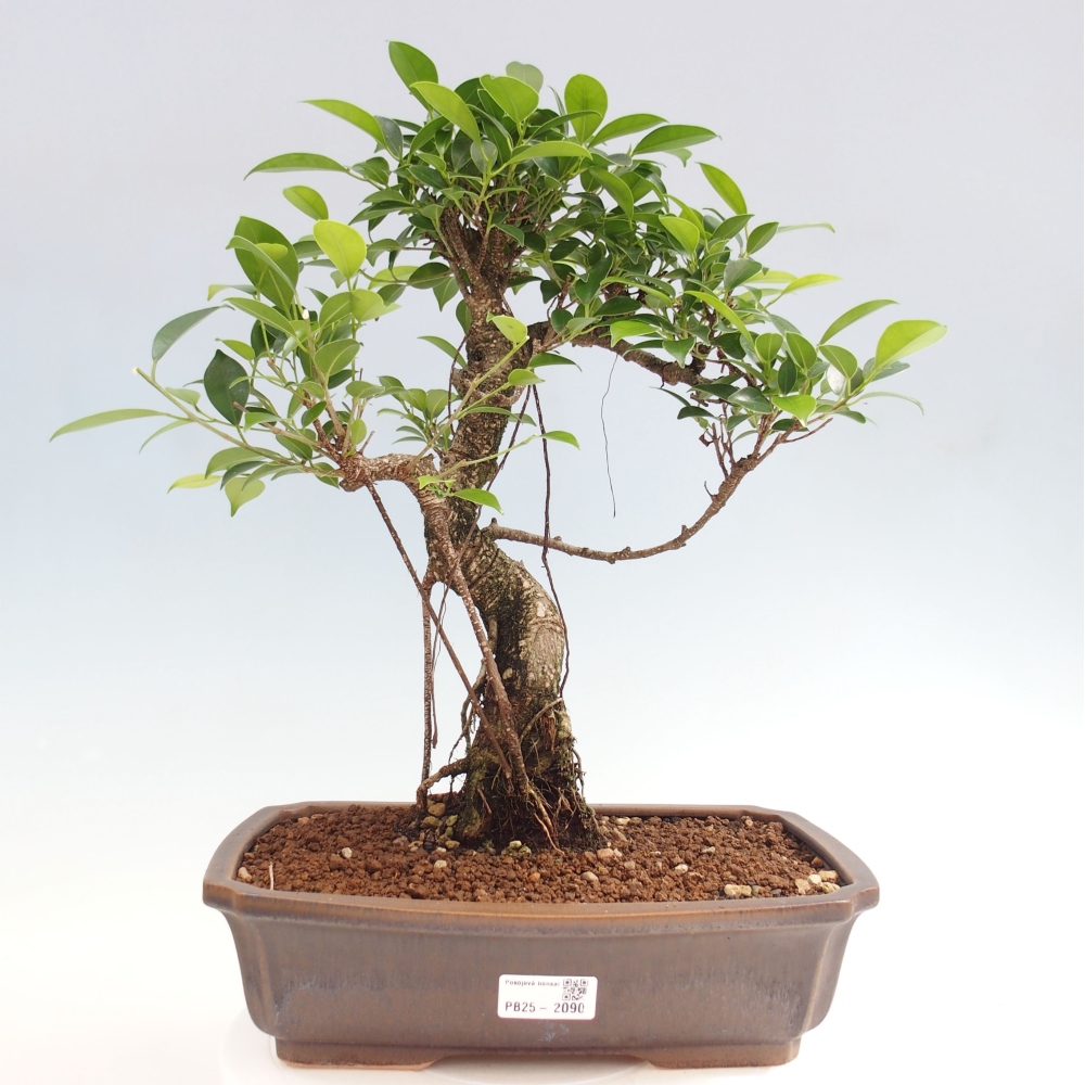 Zimmerbonsai - Ficus kimmen - kleinblättriger Ficus