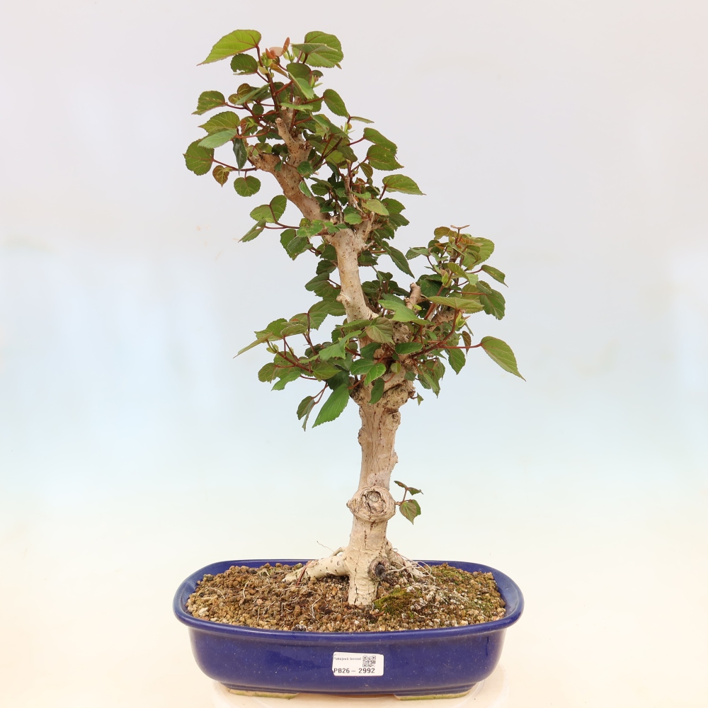 Zimmerbonsai - Hibiscus tiliaceus - Meeres-Hibiskus
