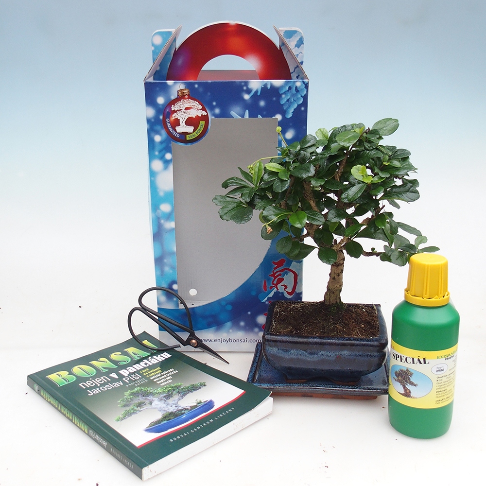 Zimmerbonsai im Geschenkkarton Carmona microphylla - Tee fuki