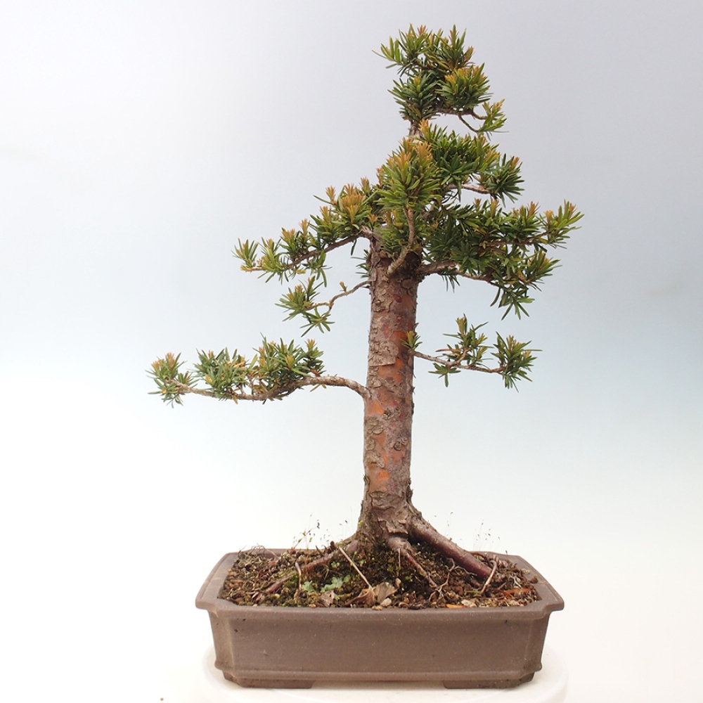 Bonsai im Freien - Taxus cuspidata - Japanische Eibe