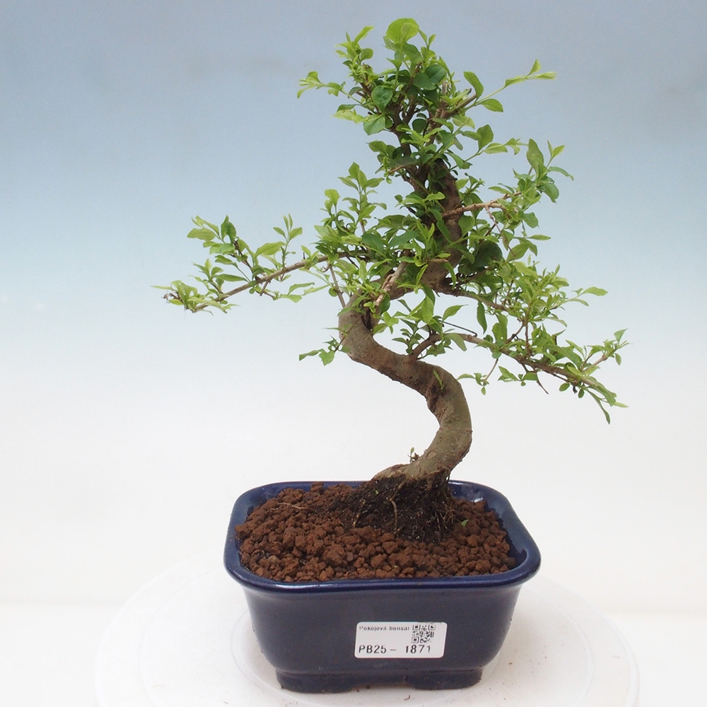 Indoor Bonsai -Ligustrum chinensis - Vogelschnabel